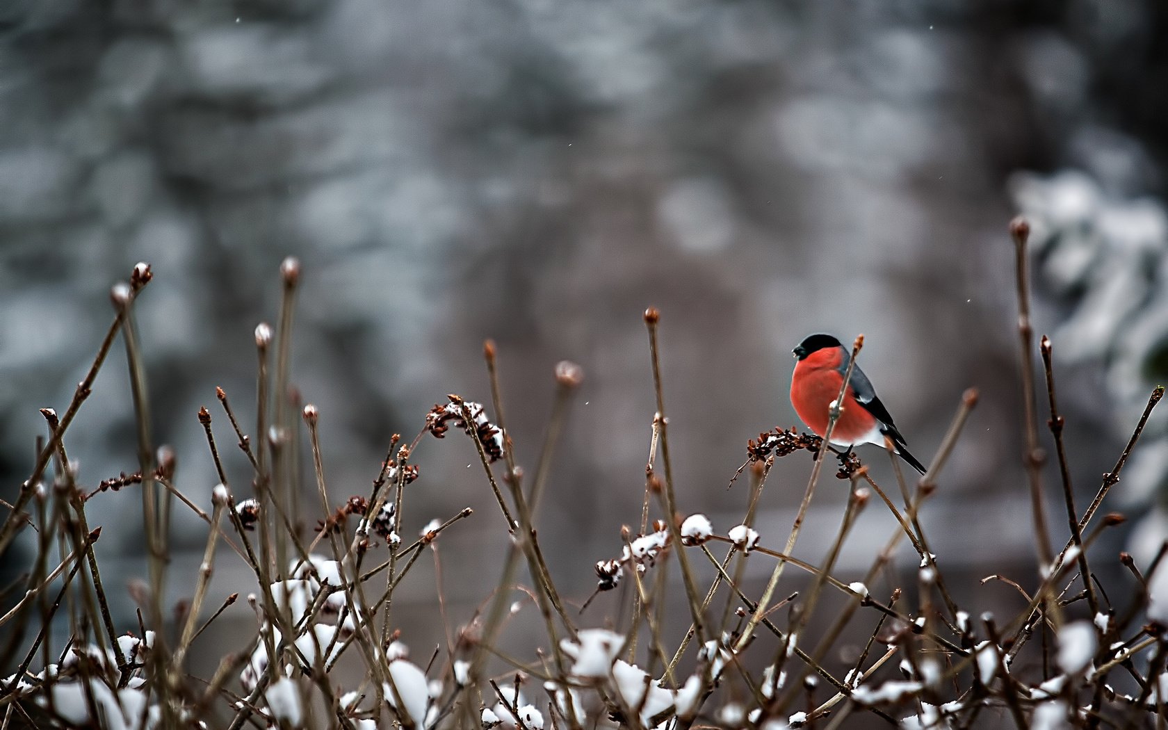 Обои снег, ветки, птица, перья, снегирь, snow, branches, bird, feathers, bullfinch разрешение 2048x1366 Загрузить