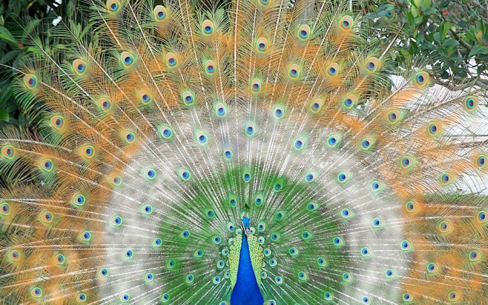 Обои птица, клюв, павлин, перья, хвост, bird, beak, peacock, feathers, tail разрешение 1920x1200 Загрузить