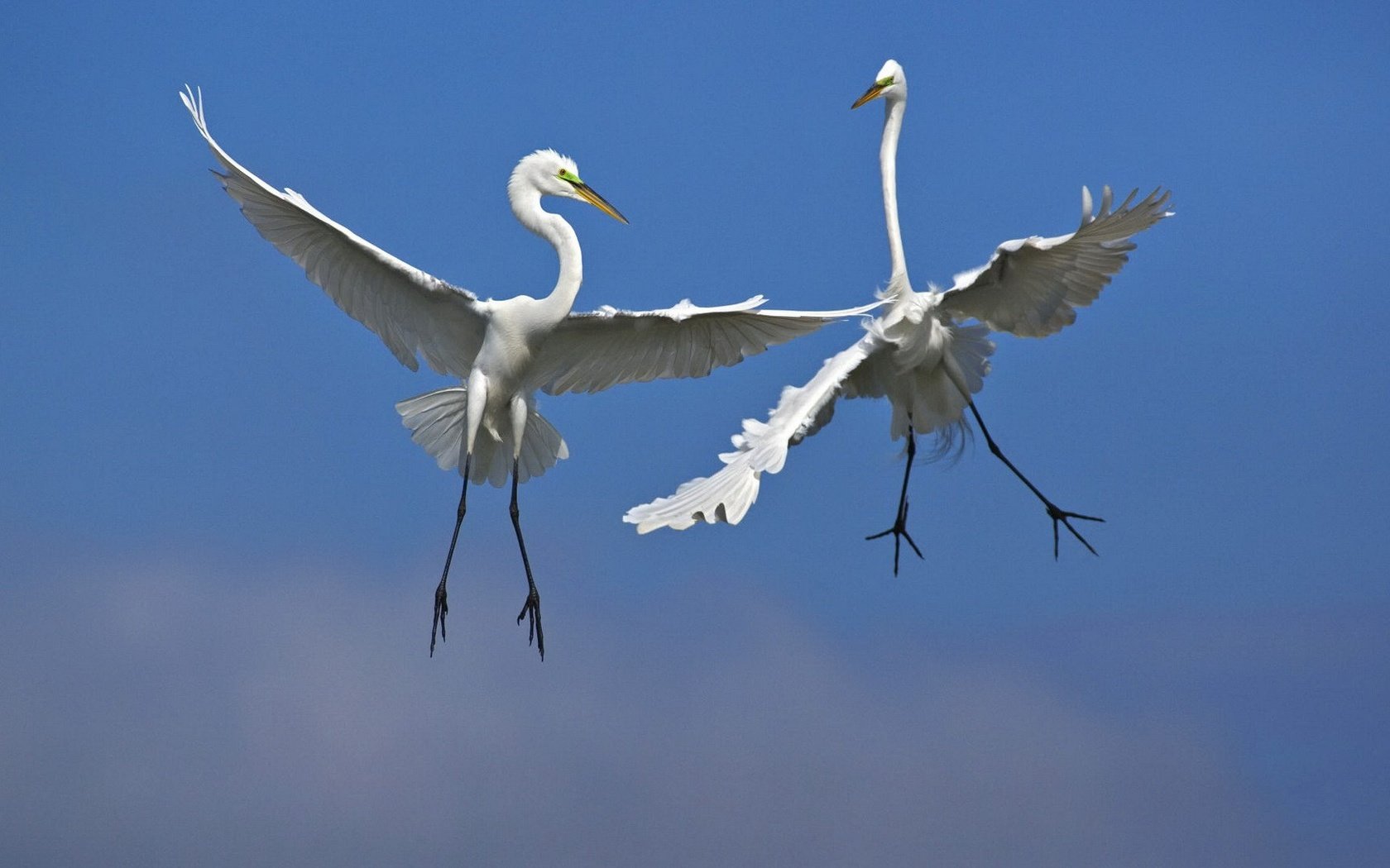 Обои небо, полет, крылья, птицы, цапли, белая цапля, the sky, flight, wings, birds, herons, white egret разрешение 1920x1080 Загрузить