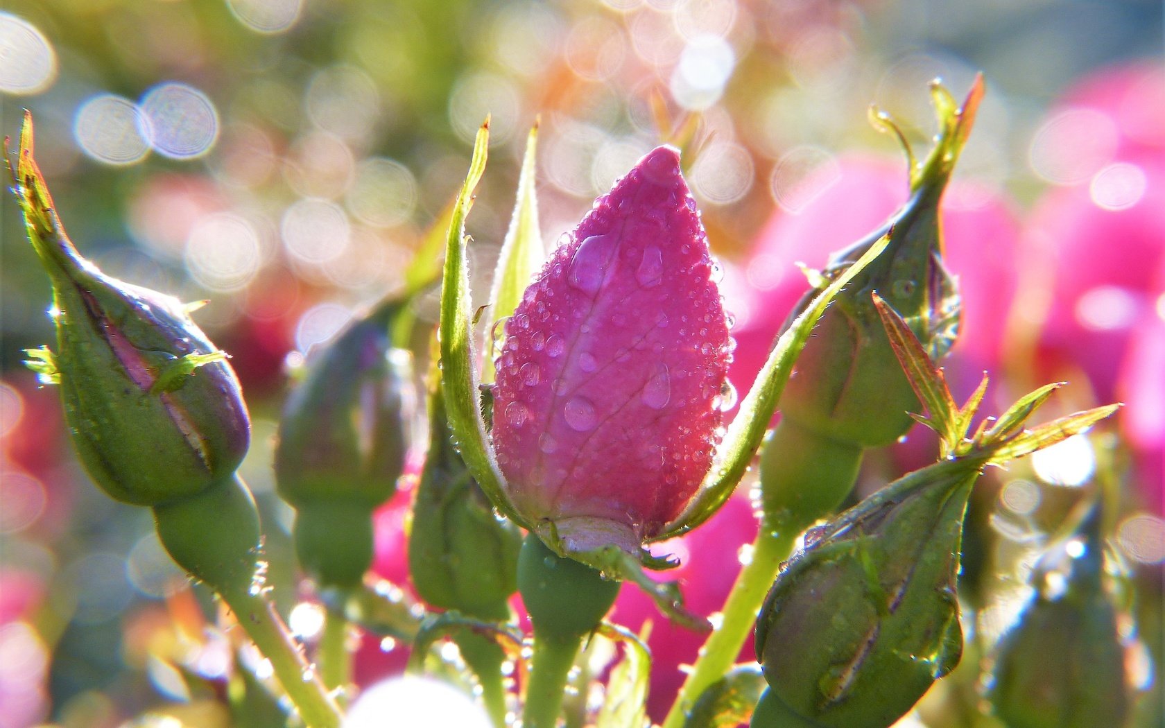 Обои цветы, бутоны, розы, боке, капли воды, flowers, buds, roses, bokeh, water drops разрешение 3264x2448 Загрузить