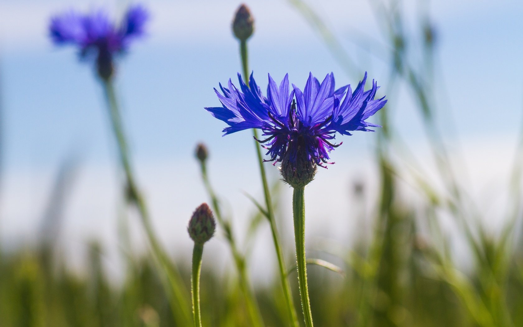 Обои небо, цветы, стебли, синие, васильки, the sky, flowers, stems, blue, cornflowers разрешение 5184x3456 Загрузить