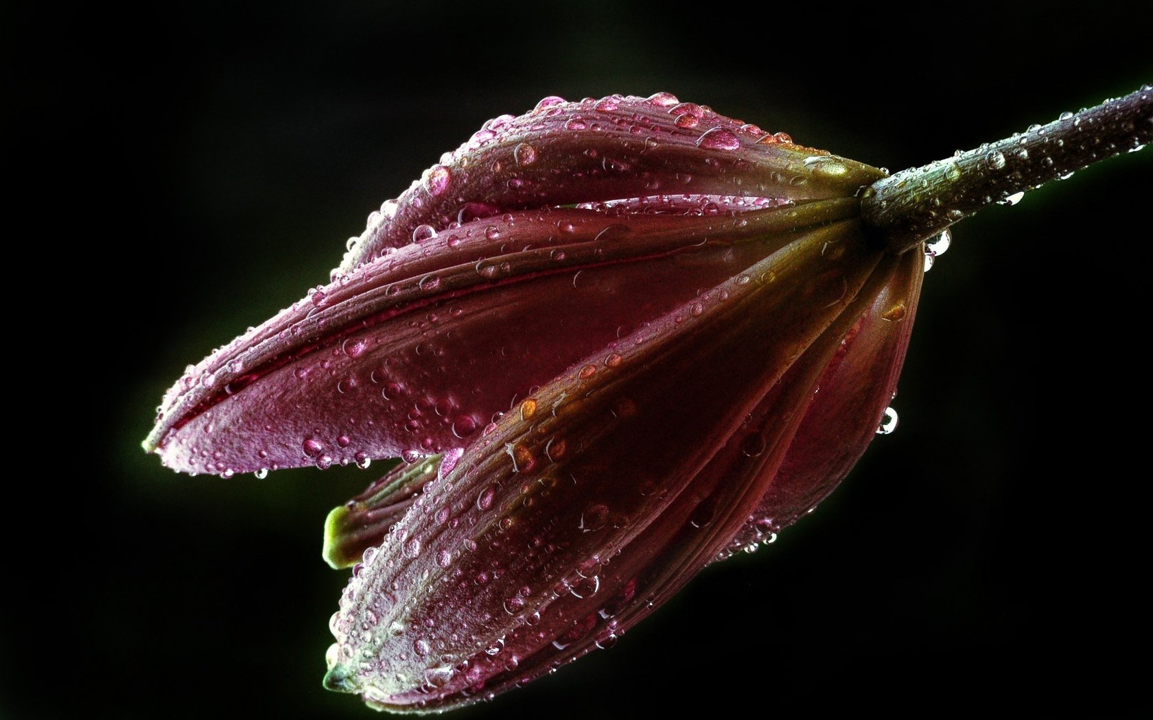 Обои цветок, роса, капли, лилия, бутон, черный фон, капли воды, flower, rosa, drops, lily, bud, black background, water drops разрешение 1920x1288 Загрузить