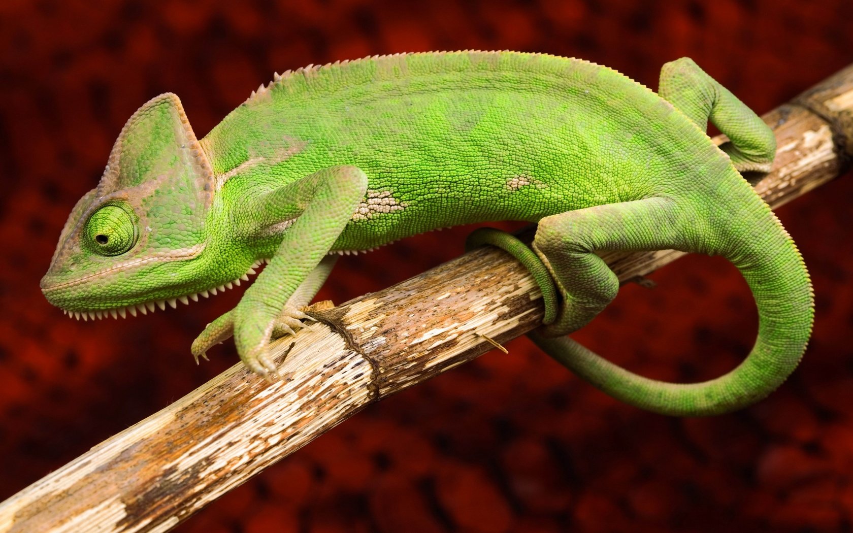 Обои ящерица, хамелеон, рептилия, lizard, chameleon, reptile разрешение 3840x2160 Загрузить