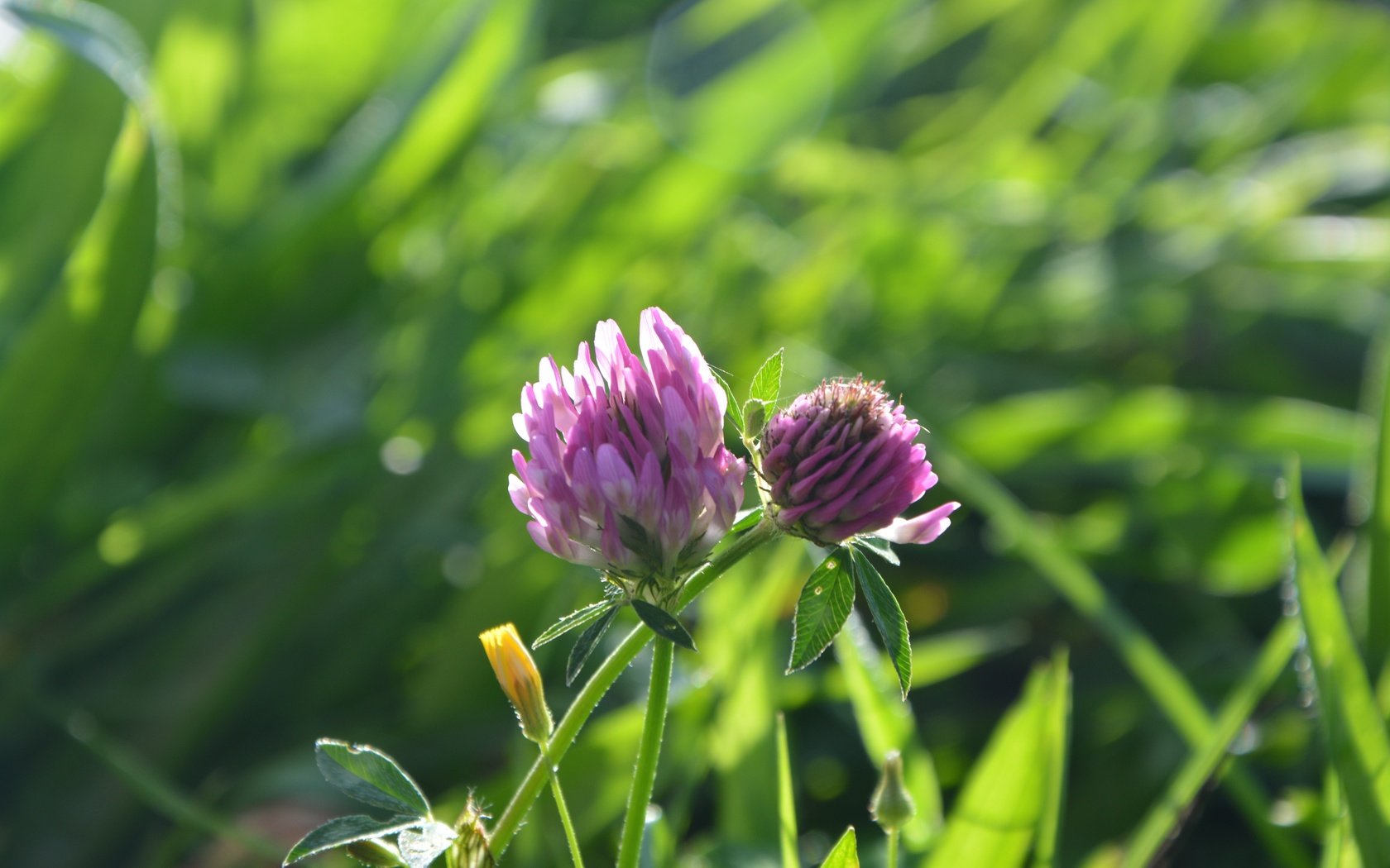 Обои цветы, трава, клевер, весна, flowers, grass, clover, spring разрешение 6000x4000 Загрузить