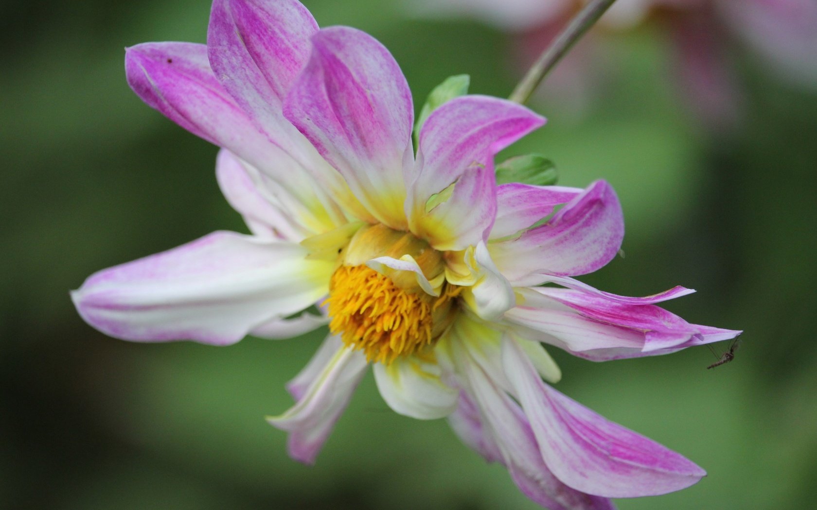 Обои макро, насекомое, цветок, лепестки, георгин, macro, insect, flower, petals, dahlia разрешение 3840x2160 Загрузить