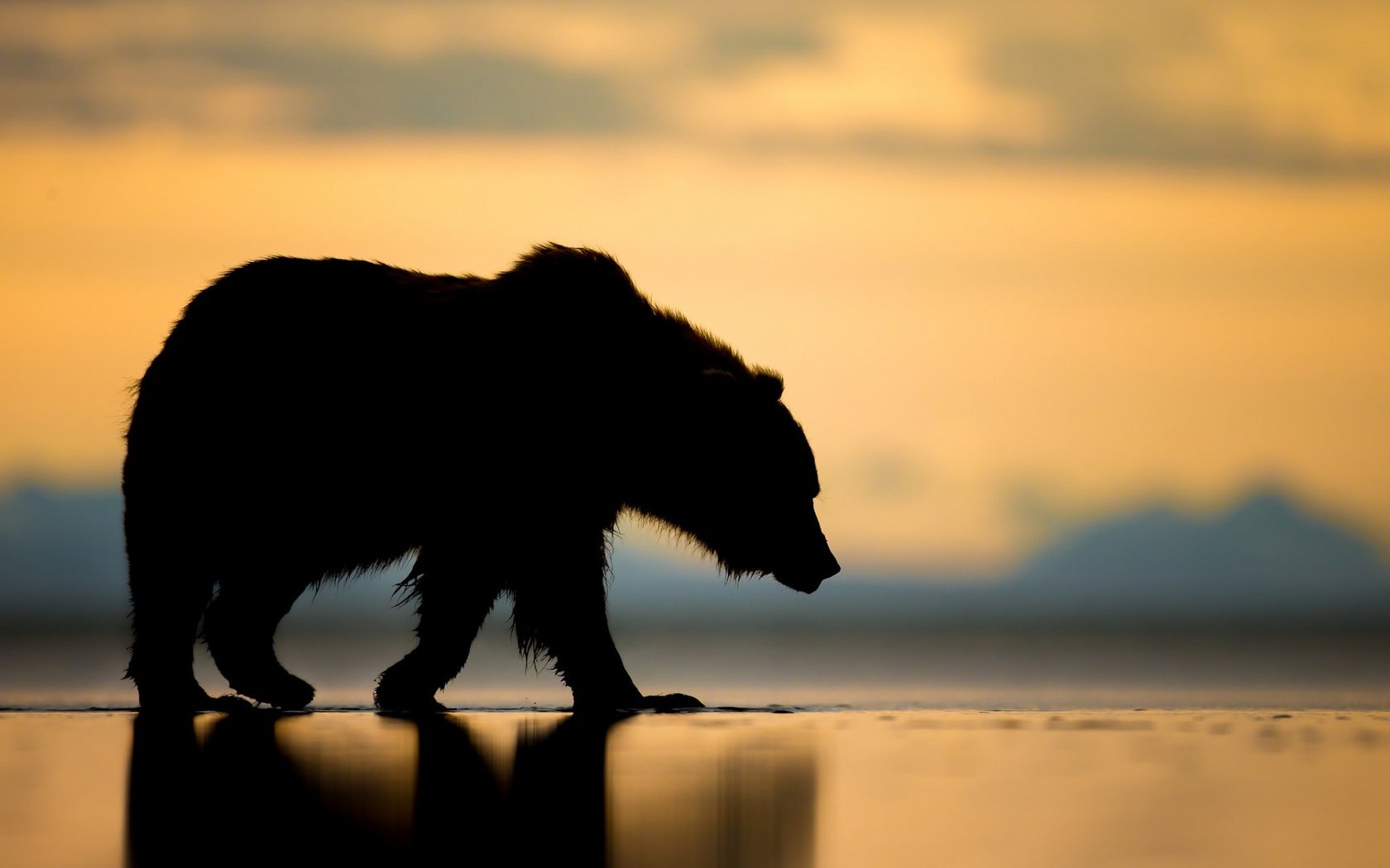 Обои закат, медведь, силуэт, гризли, sunset, bear, silhouette, grizzly разрешение 1920x1200 Загрузить