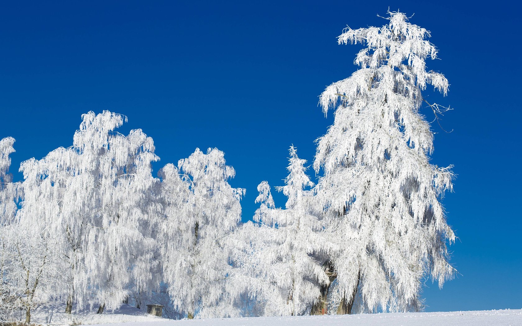 Обои небо, деревья, снег, природа, лес, зима, иней, the sky, trees, snow, nature, forest, winter, frost разрешение 2880x1800 Загрузить