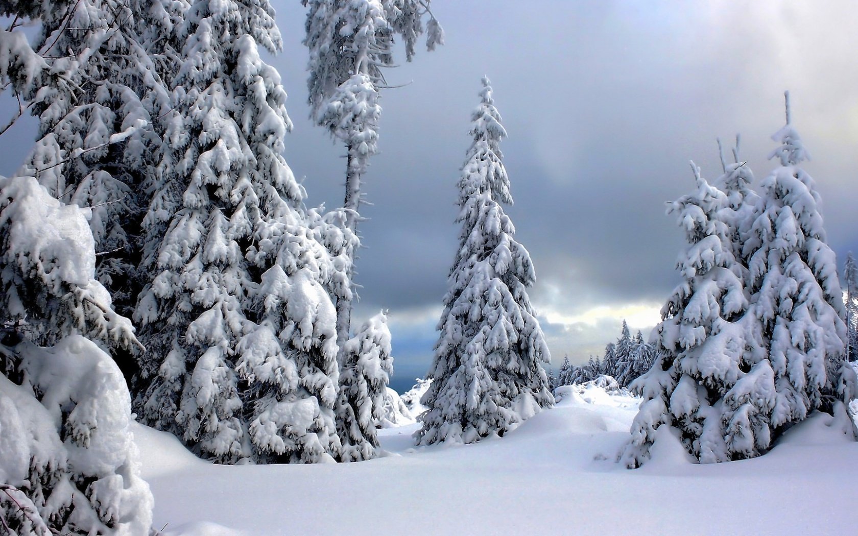 Обои деревья, снег, природа, лес, зима, ели, trees, snow, nature, forest, winter, ate разрешение 1920x1200 Загрузить