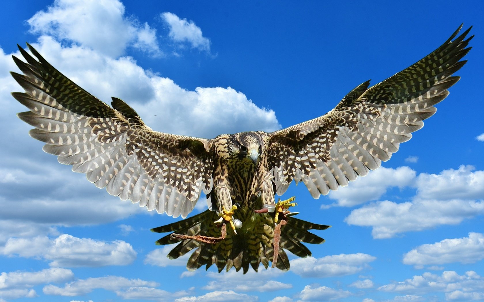Обои небо, облака, полет, крылья, хищник, птица, сокол, the sky, clouds, flight, wings, predator, bird, falcon разрешение 2409x1606 Загрузить