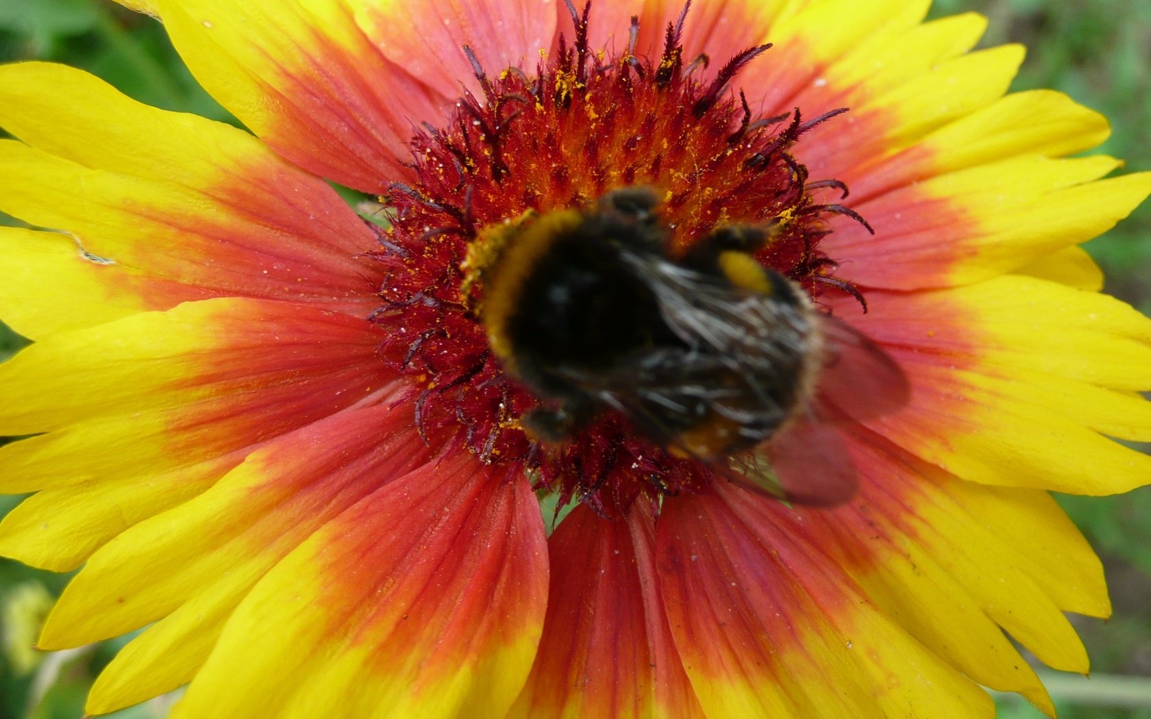 Обои насекомое, цветок, лепестки, шмель, гайлардия, gaillardia, insect, flower, petals, bumblebee, gaylardiya разрешение 3072x2304 Загрузить