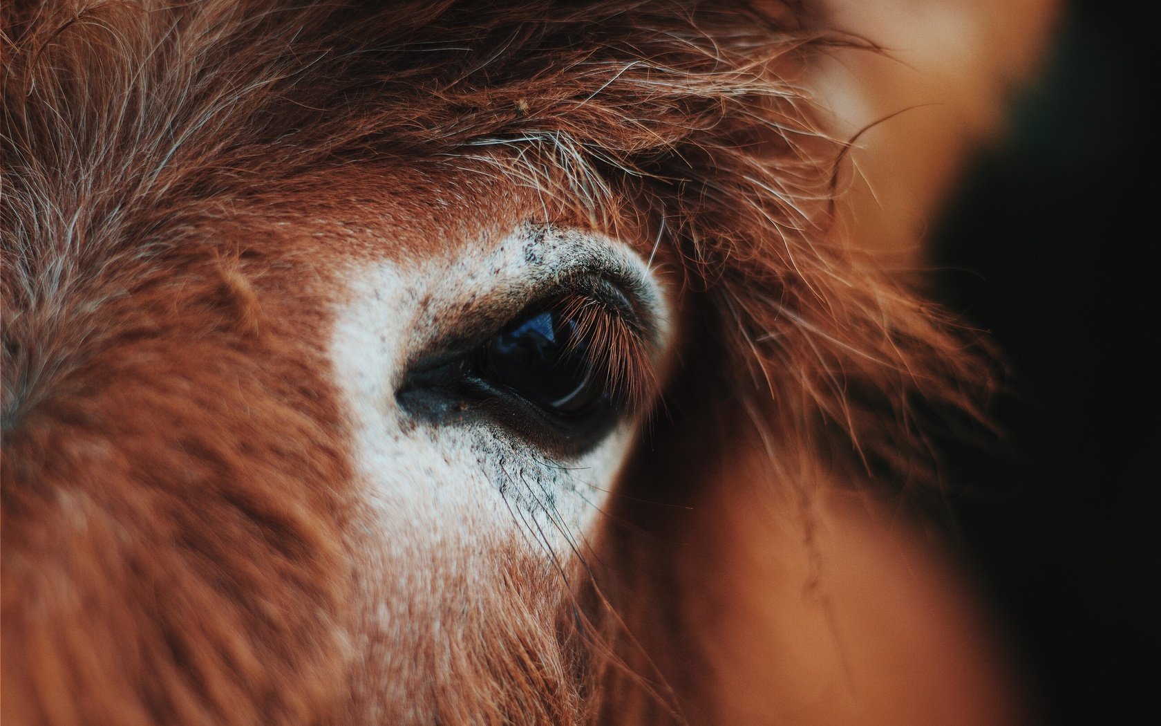 Обои лошадь, глаз, конь, крупным планом, horse, eyes, closeup разрешение 5184x3456 Загрузить