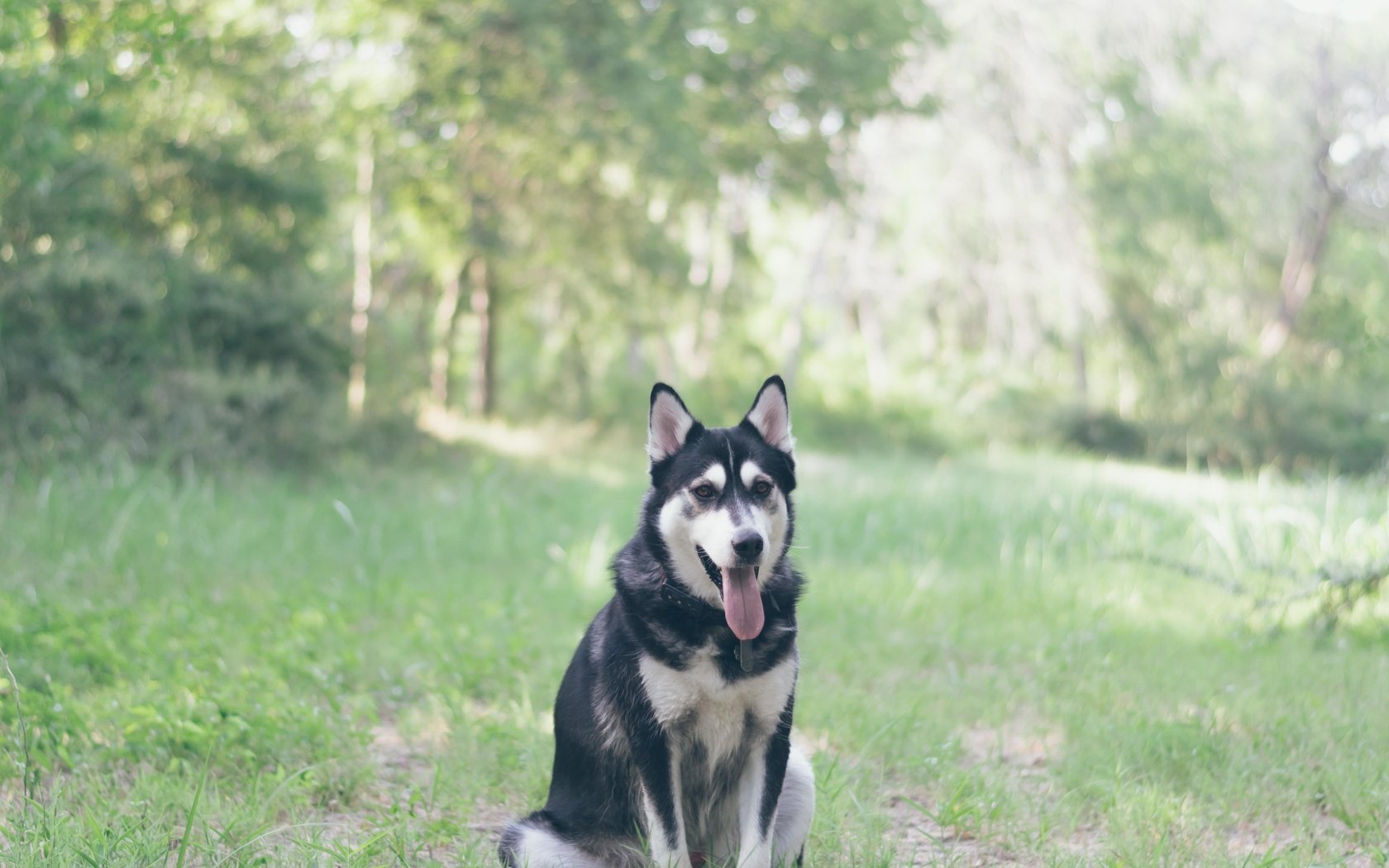 Обои трава, мордочка, взгляд, собака, хаски, язык, grass, muzzle, look, dog, husky, language разрешение 5000x4000 Загрузить