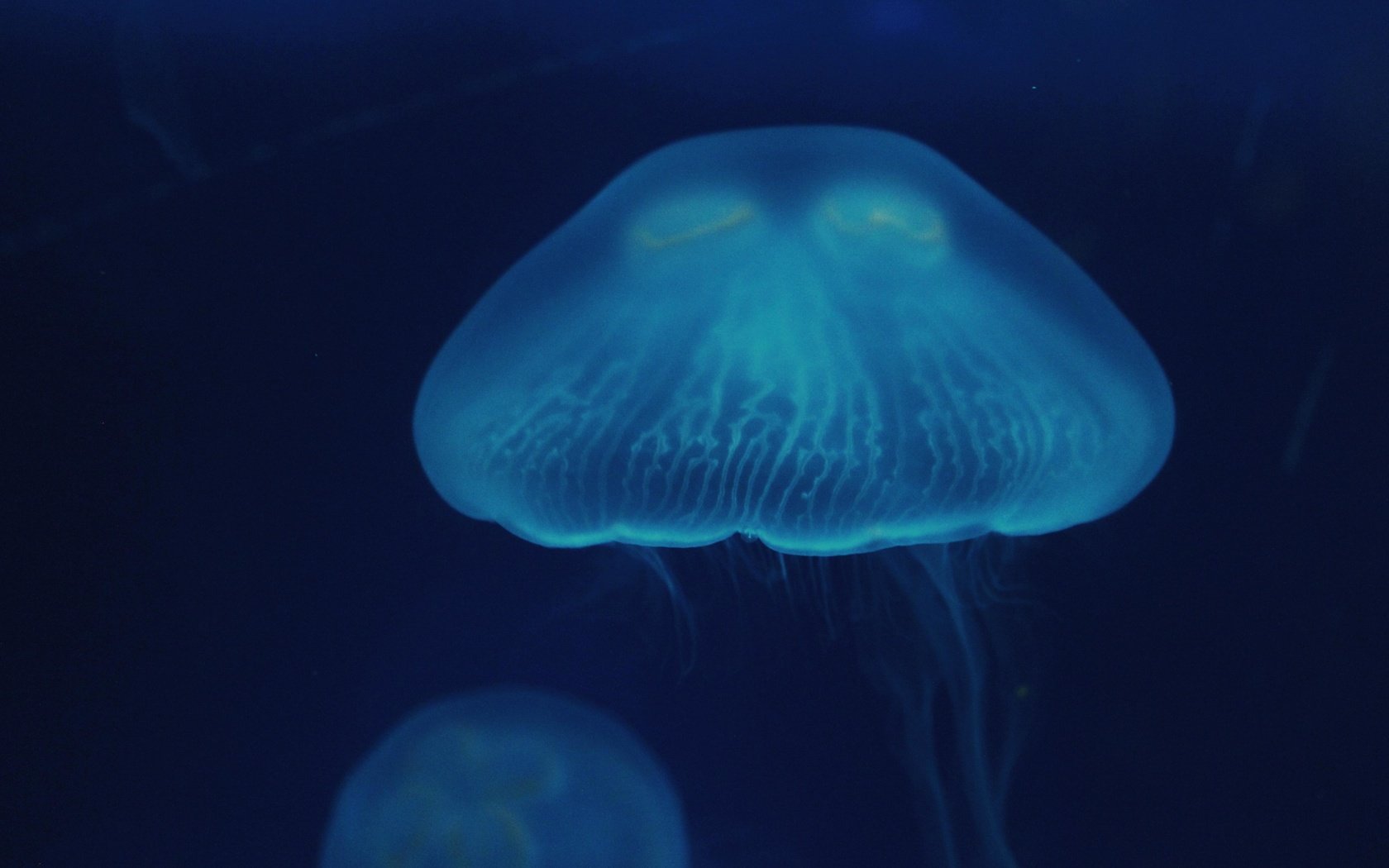 Обои вода, море, крупный план, медузы, подводный мир, water, sea, close-up, jellyfish, underwater world разрешение 5184x3456 Загрузить