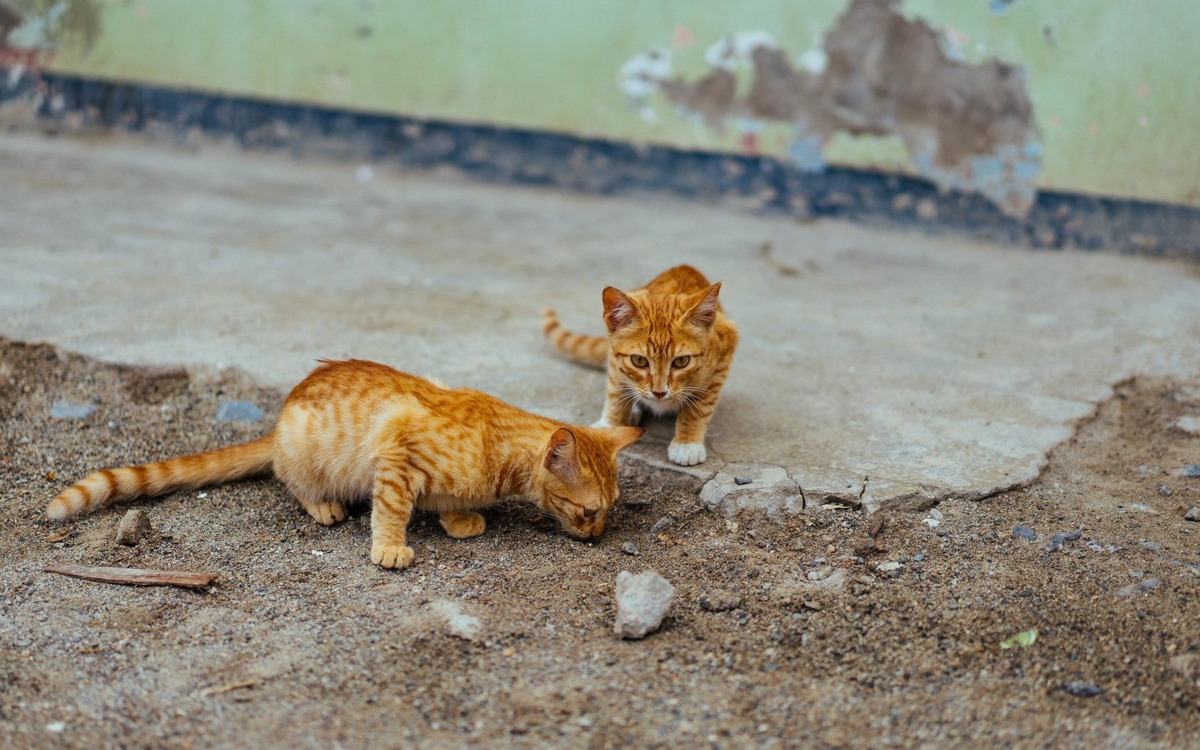 Обои улица, кошки, котята, рыжие, street, cats, kittens, red разрешение 5865x3300 Загрузить