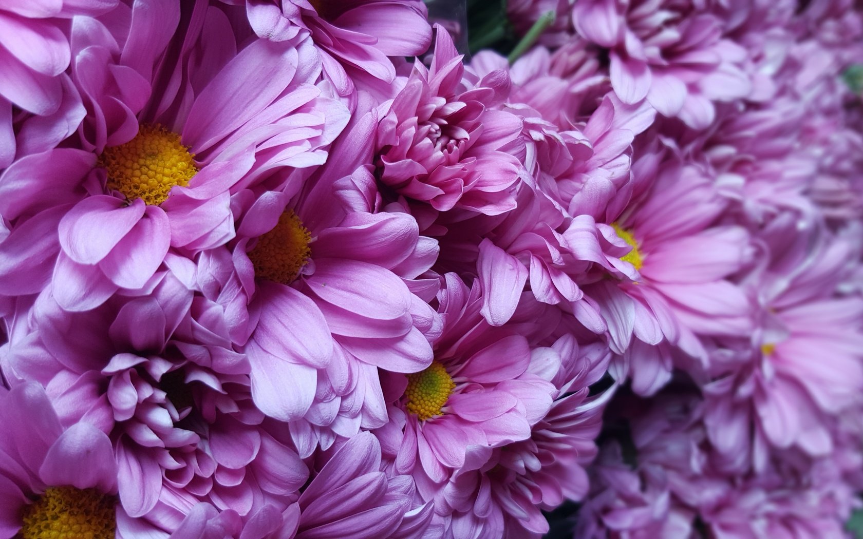 Обои цветы, лепестки, хризантемы, flowers, petals, chrysanthemum разрешение 5312x2988 Загрузить