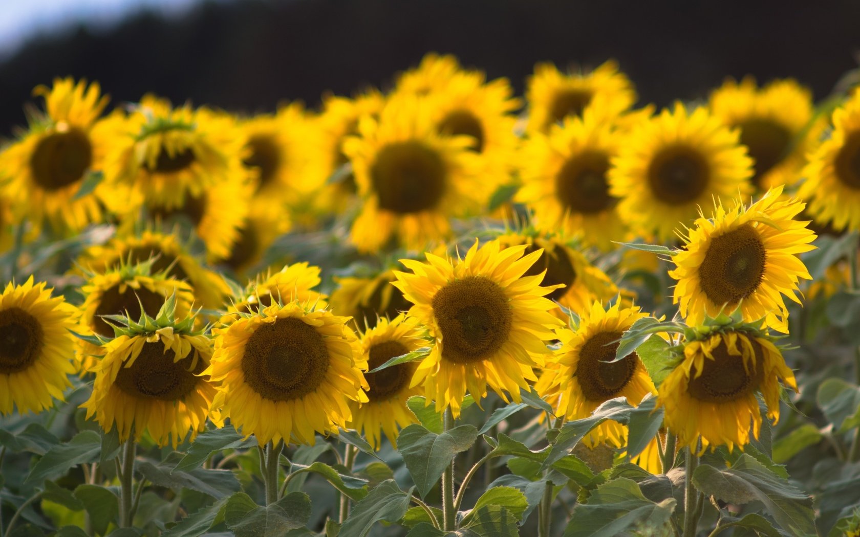 Обои листья, лепестки, подсолнухи, стебли, желтые цветы, leaves, petals, sunflowers, stems, yellow flowers разрешение 1920x1280 Загрузить