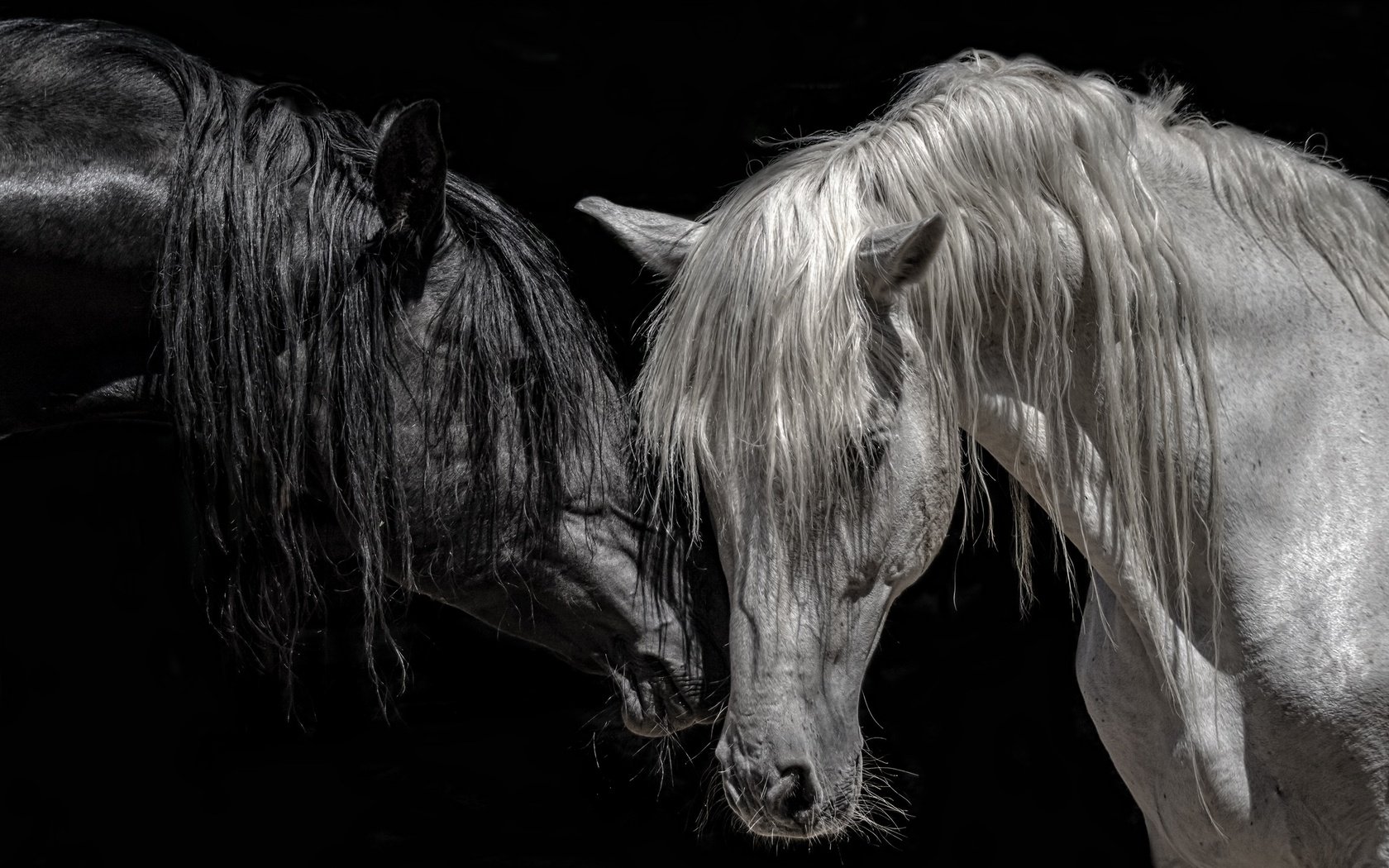 Обои чёрно-белое, лошади, кони, грива, породистые, чистокровные, black and white, horse, horses, mane, pedigree, thoroughbred разрешение 2560x1618 Загрузить
