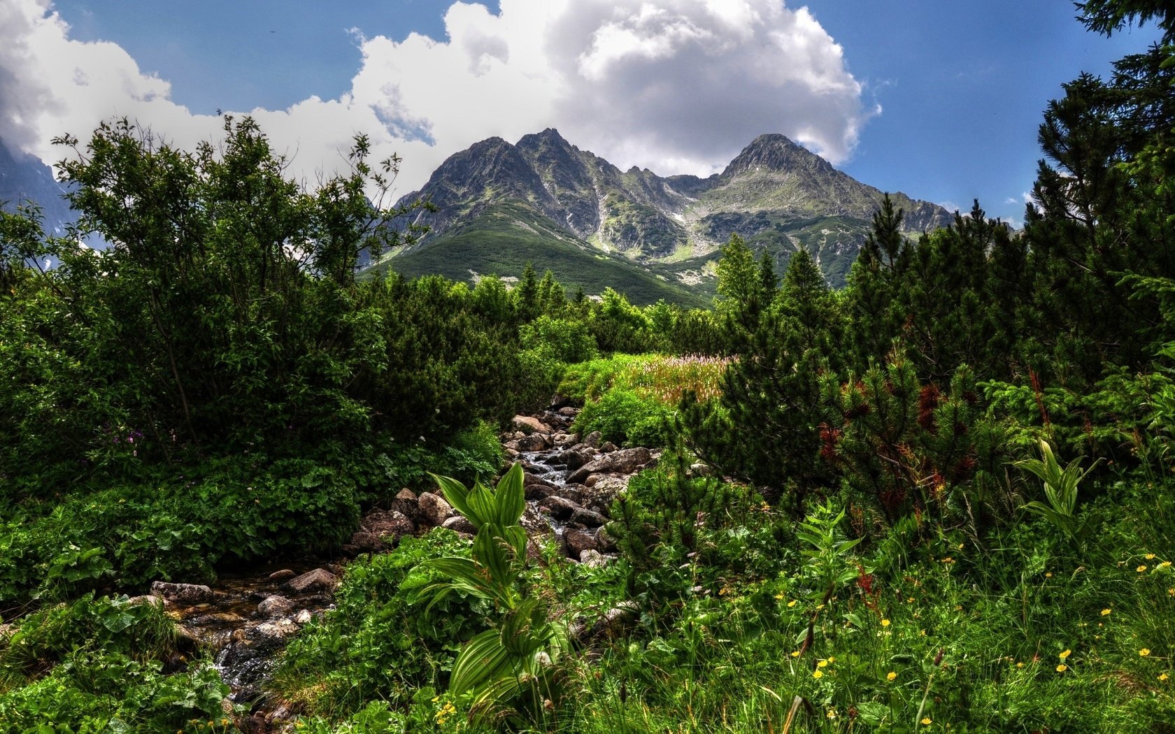 Обои небо, облака, деревья, горы, зелень, растения, the sky, clouds, trees, mountains, greens, plants разрешение 2560x1600 Загрузить