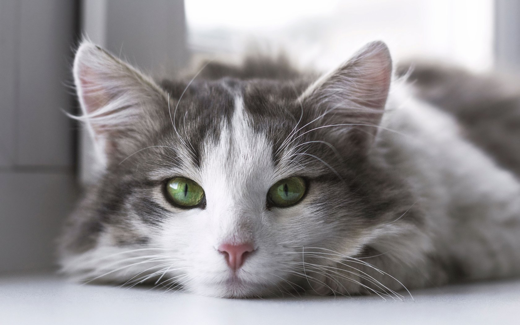 Обои кот, мордочка, усы, кошка, взгляд, зеленые глаза, cat, muzzle, mustache, look, green eyes разрешение 3840x2400 Загрузить
