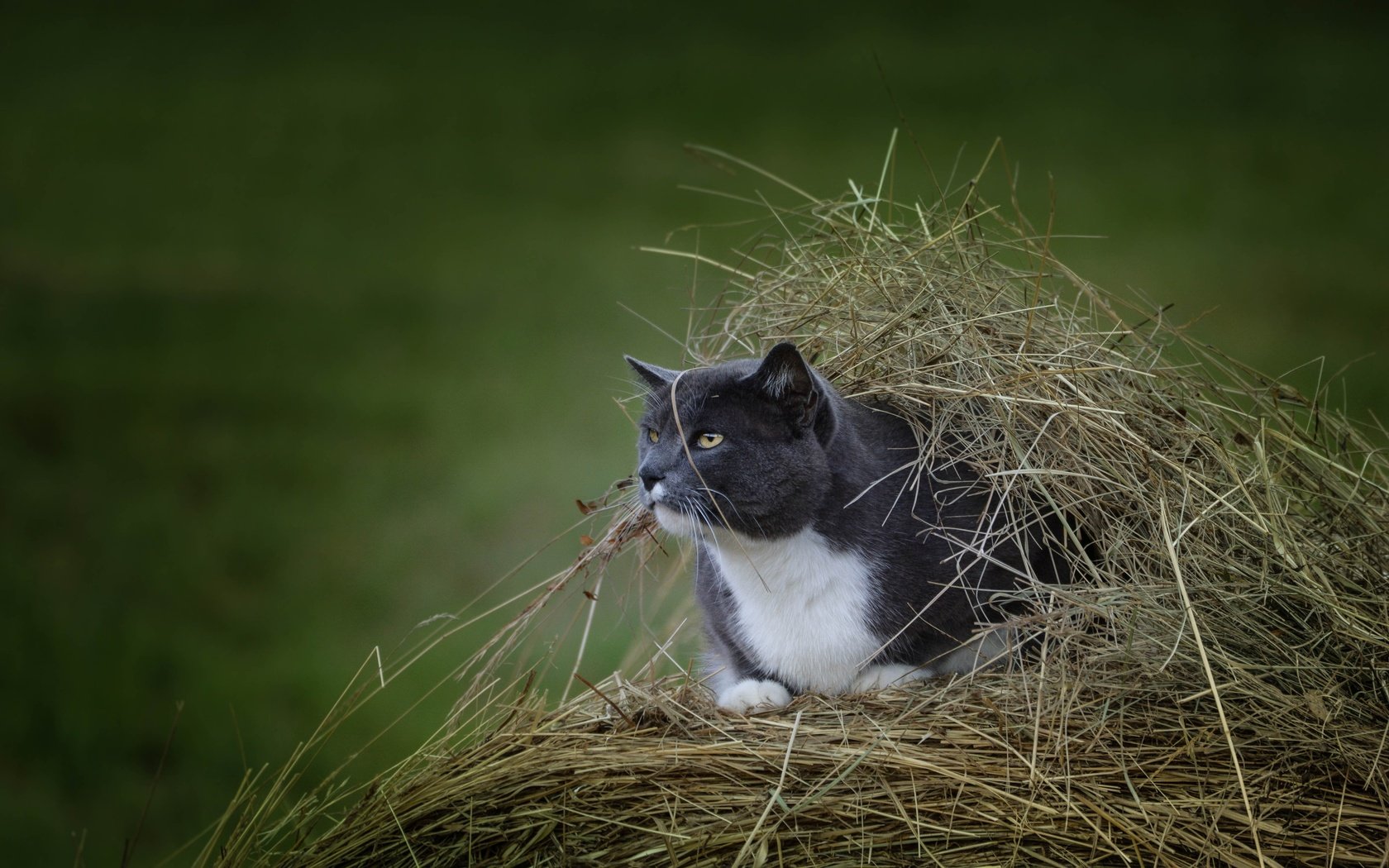 Обои кот, мордочка, усы, сено, кошка, взгляд, стог, cat, muzzle, mustache, hay, look, stack разрешение 4500x3000 Загрузить