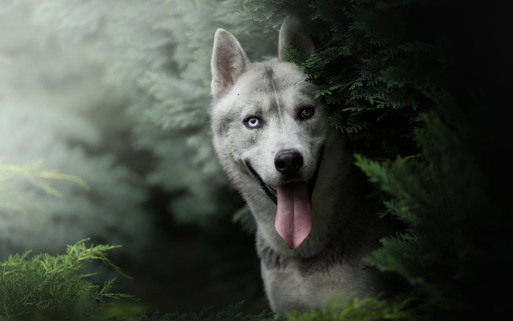 Обои морда, природа, кусты, собака, хаски, язык, боке, face, nature, the bushes, dog, husky, language, bokeh разрешение 6000x4000 Загрузить