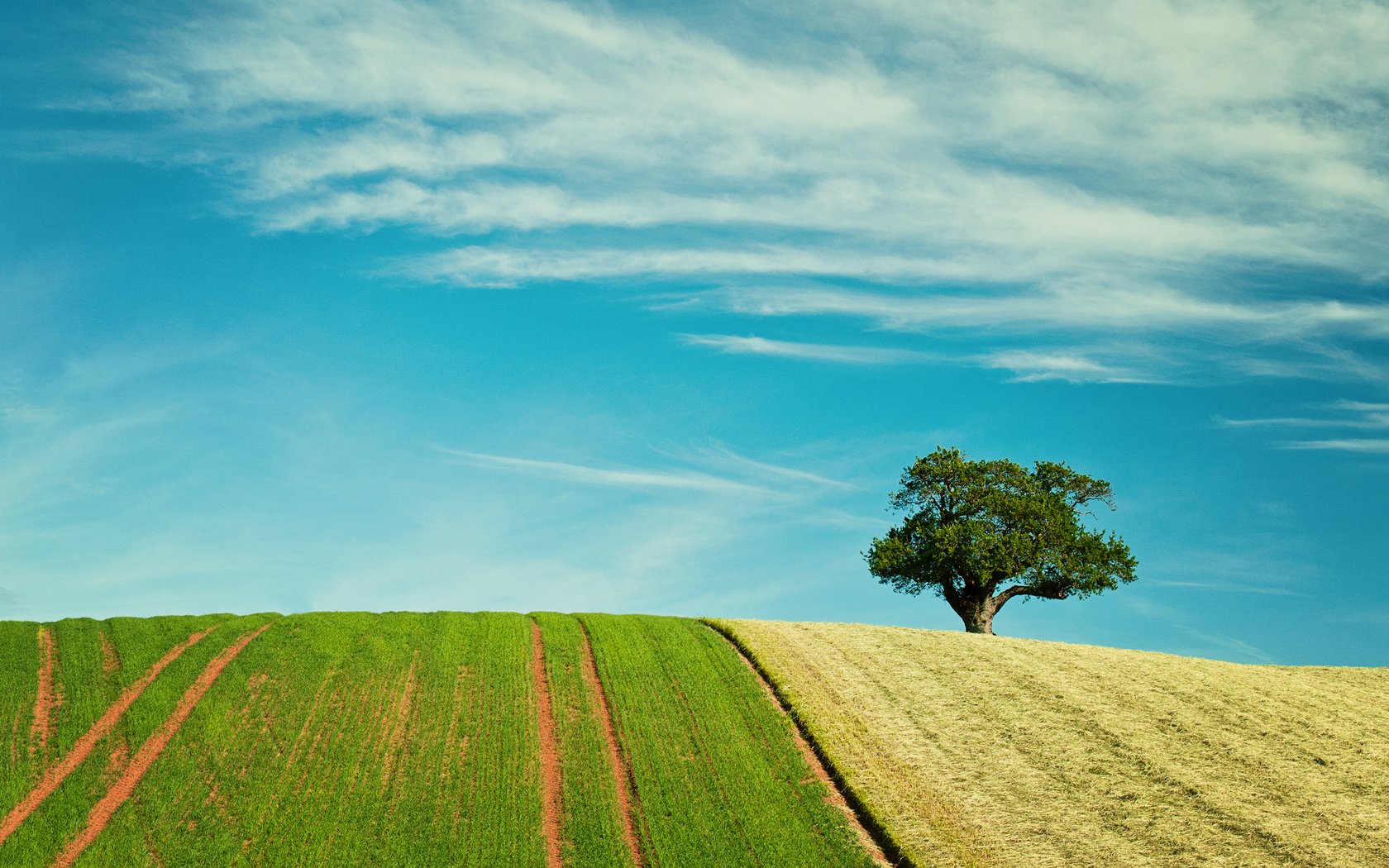 Обои небо, природа, дерево, поля, поле, the sky, nature, tree, field разрешение 2880x1800 Загрузить