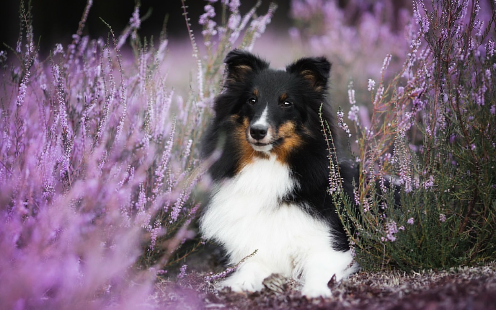 Обои цветы, собака, боке, вереск, шелти, aleksandra kielreuter, шетландская овчарка, flowers, dog, bokeh, heather, sheltie, shetland sheepdog разрешение 2048x1287 Загрузить