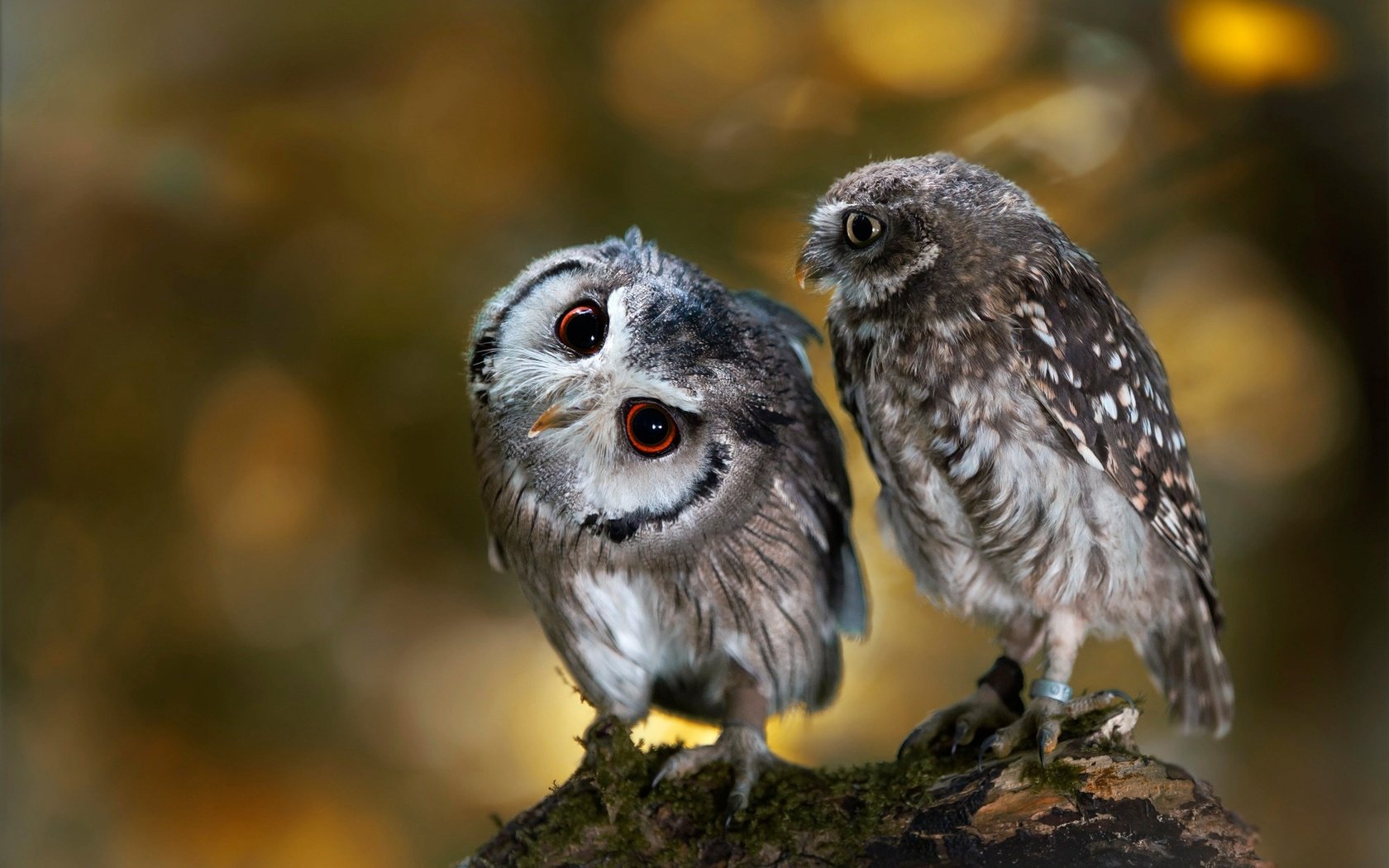 Обои сова, природа, птицы, парочка, коряга, боке, совы, anja ellinger, owl, nature, birds, a couple, snag, bokeh, owls разрешение 2000x1333 Загрузить