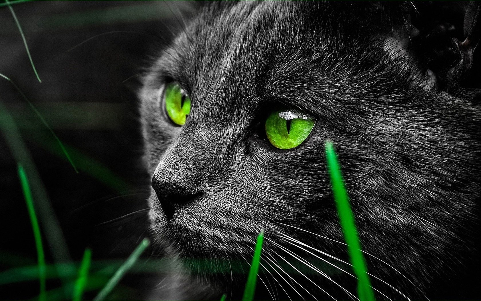 Обои глаза, животные, кот, взгляд, зеленые, eyes, animals, cat, look, green разрешение 1920x1200 Загрузить