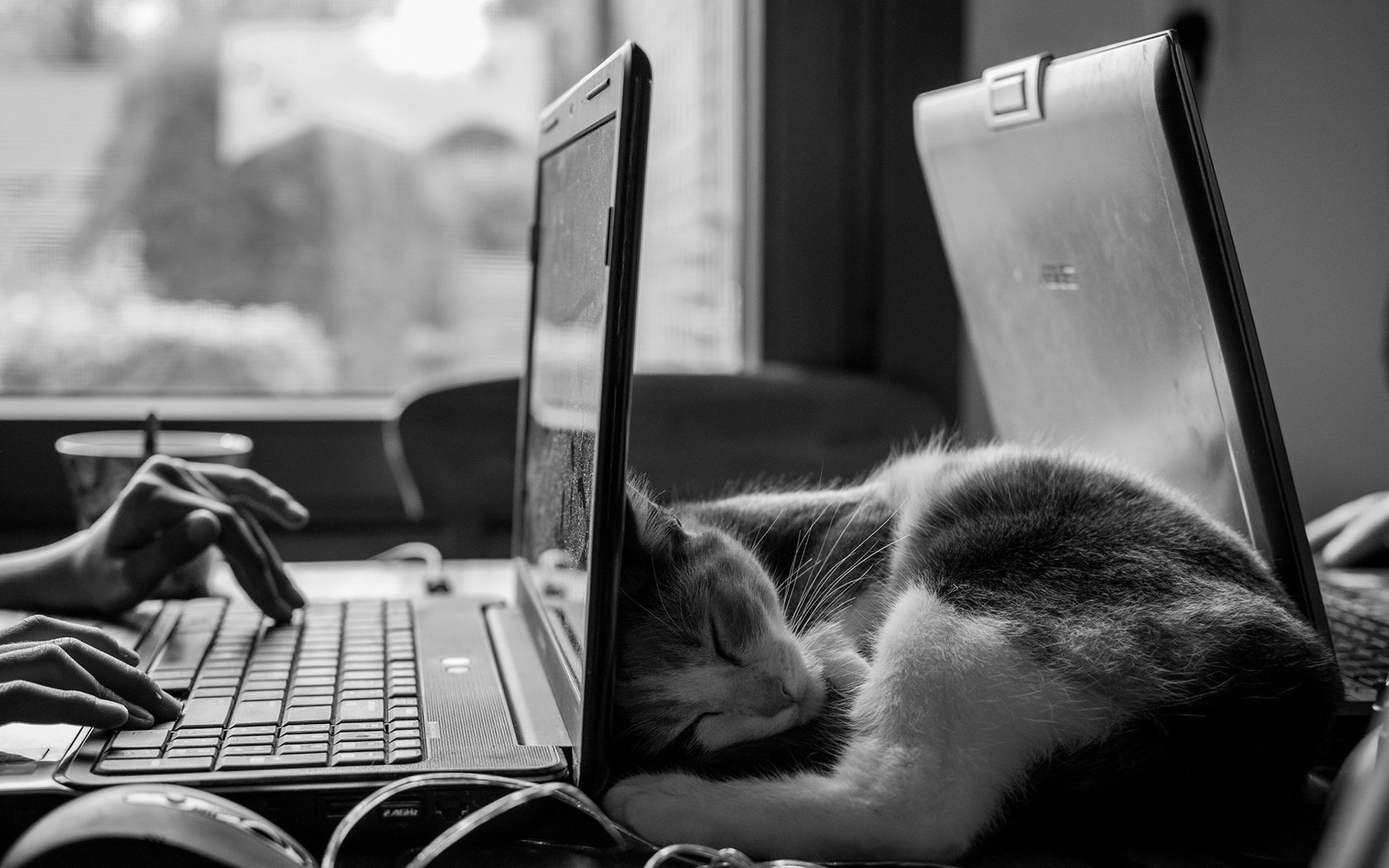 Обои кот, кошка, чёрно-белое, сон, котенок, руки, ноутбук, cat, black and white, sleep, kitty, hands, laptop разрешение 1920x1200 Загрузить