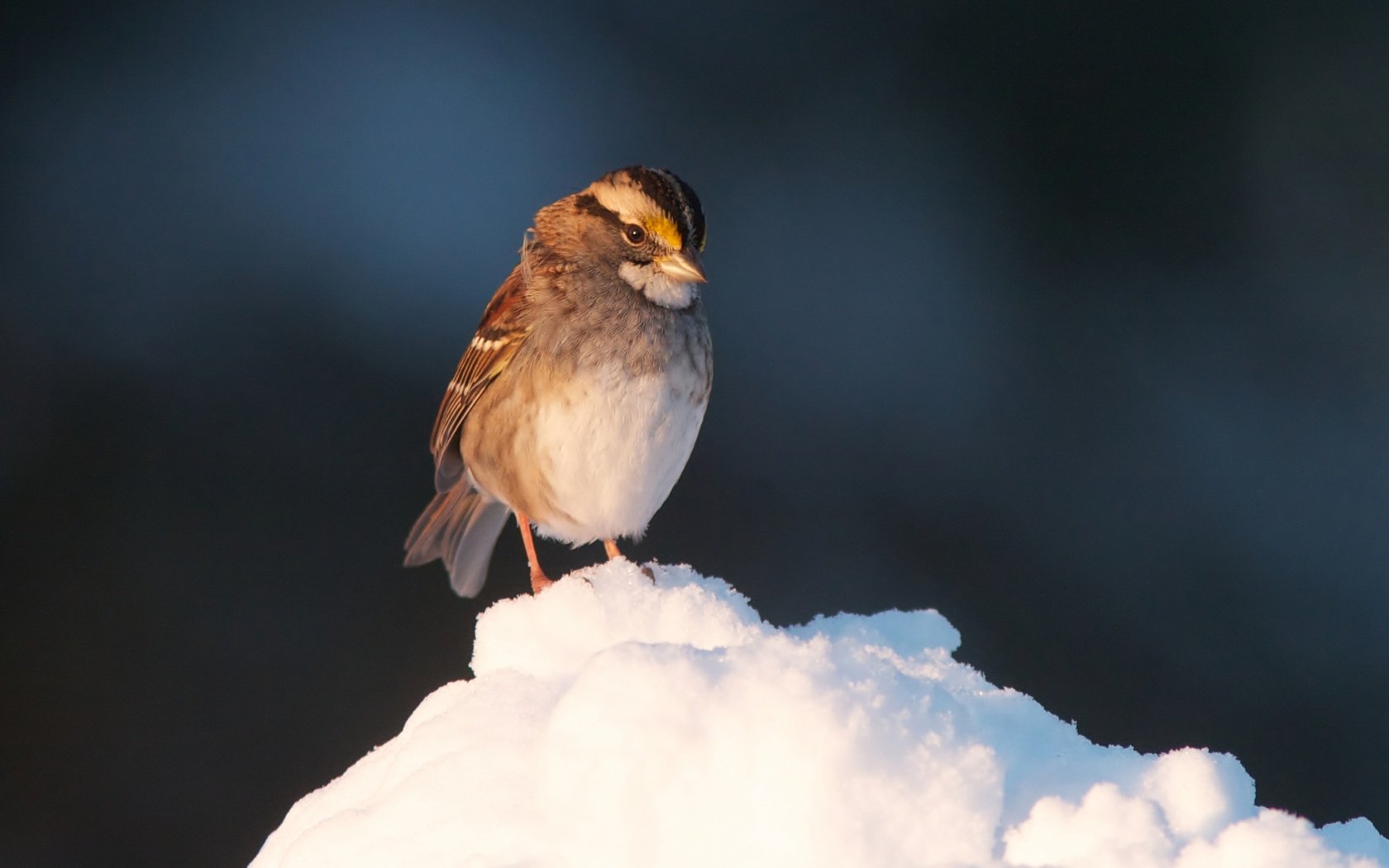 Обои снег, птица, клюв, воробей, перья, snow, bird, beak, sparrow, feathers разрешение 2048x1364 Загрузить