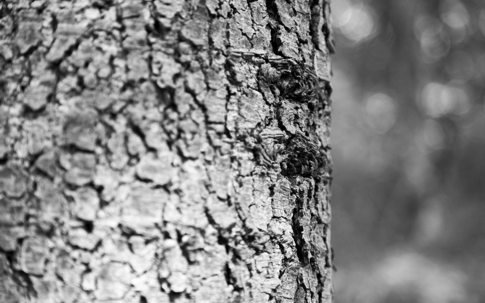 Обои дерево, текстура, чёрно-белое, ствол, кора, древесина, кора дерева, tree, texture, black and white, trunk, bark, wood, tree bark разрешение 5760x3840 Загрузить