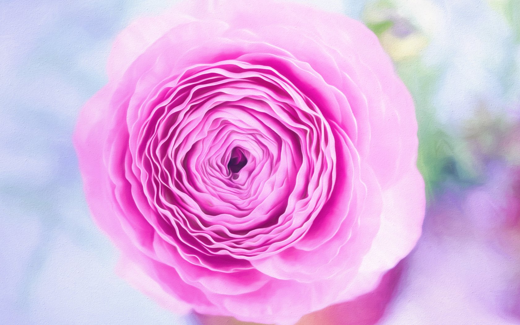 Обои цветок, лепестки, розовый, ранункулюс, лютик, flower, petals, pink, ranunculus, buttercup разрешение 5134x3427 Загрузить