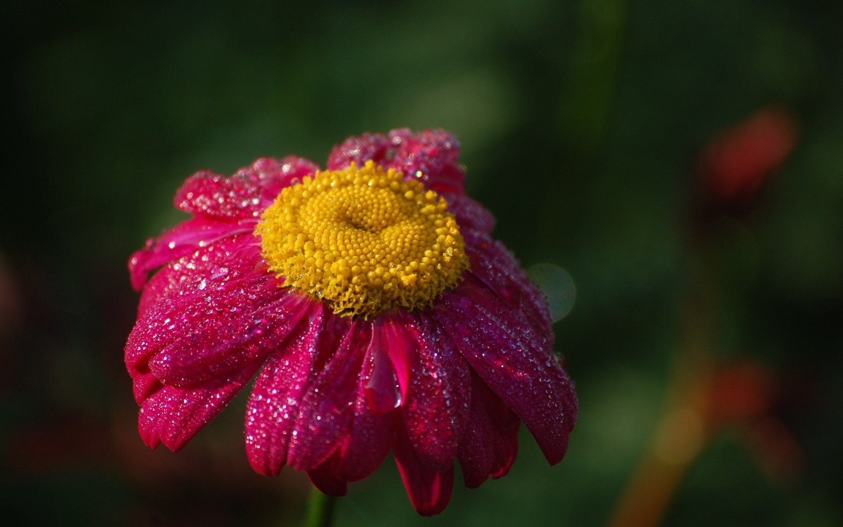 Обои цветок, капли, лепестки, ромашка, розовый, flower, drops, petals, daisy, pink разрешение 3008x2000 Загрузить