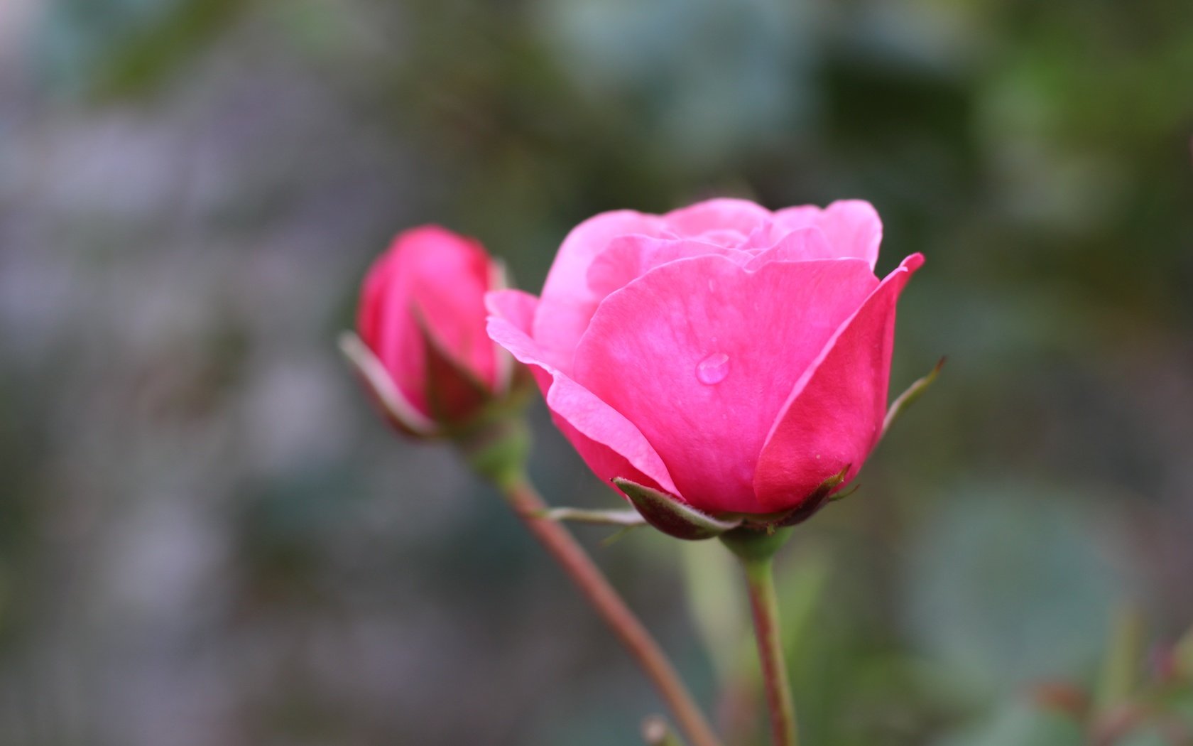 Обои цветок, розы, бутон, размытие, капли воды, flower, roses, bud, blur, water drops разрешение 5184x3456 Загрузить