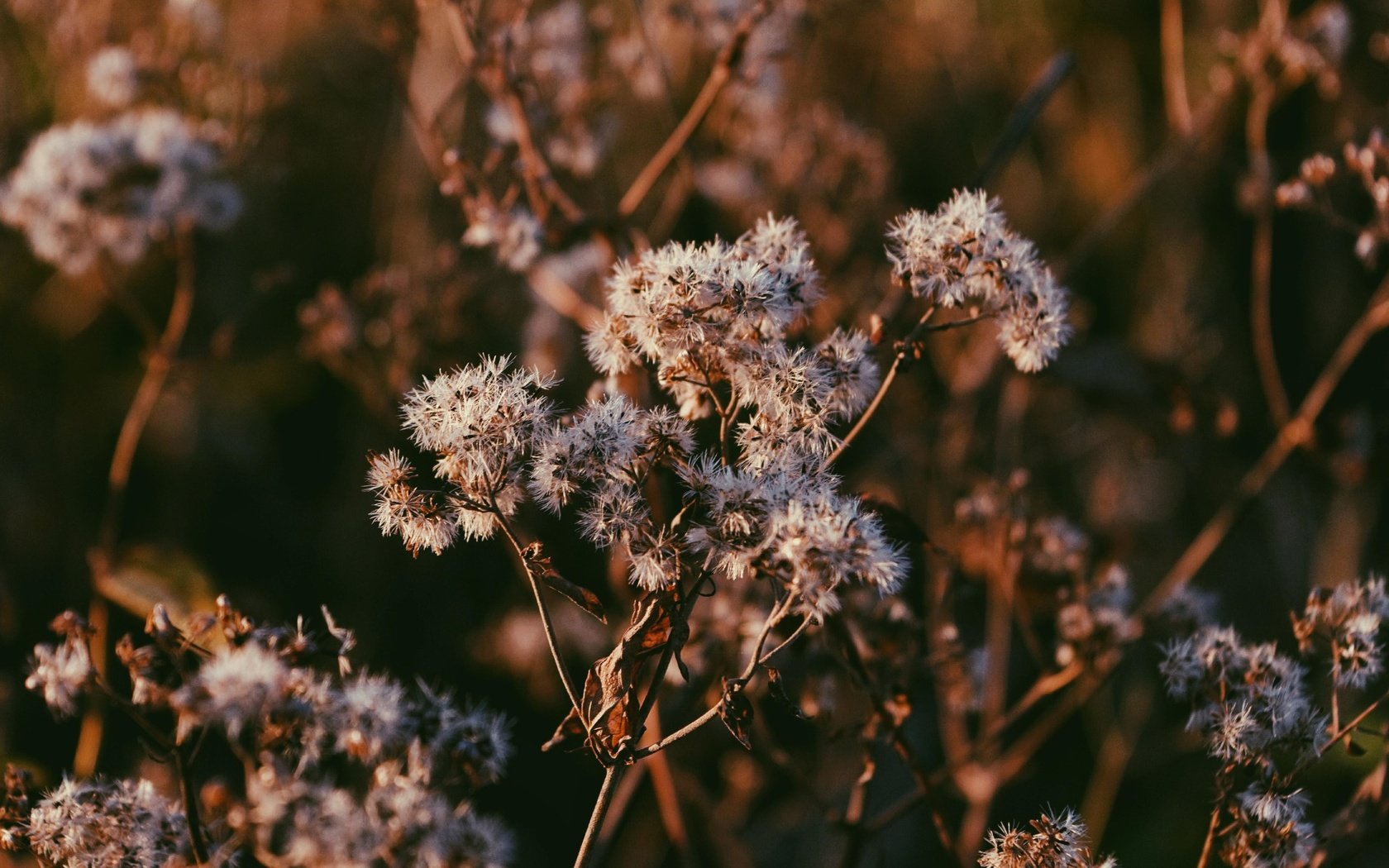 Обои ветка, природа, макро, стебли, растение, сухие, branch, nature, macro, stems, plant, dry разрешение 4897x2755 Загрузить