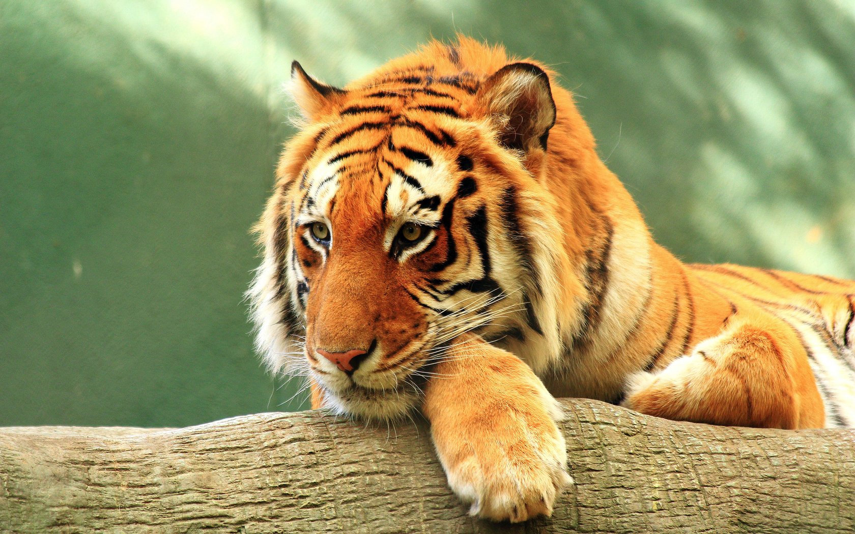 Обои тигр, морда, взгляд, хищник, дикая природа, дикая кошка, tiger, face, look, predator, wildlife, wild cat разрешение 3840x2400 Загрузить