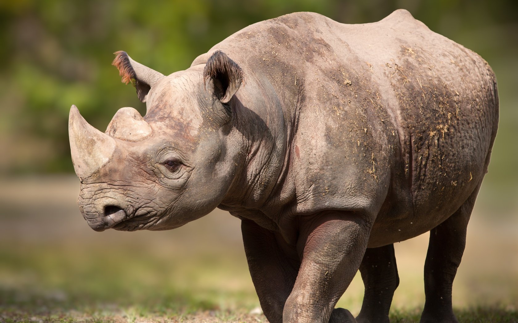 Обои поза, рога, носорог, pose, horns, rhino разрешение 5616x3744 Загрузить