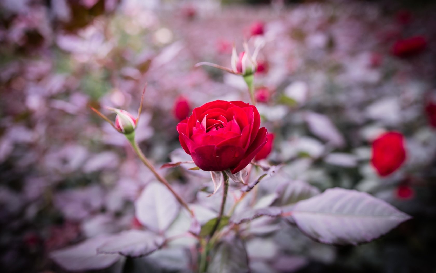 Обои цветы, бутоны, листья, роза, лепестки, размытость, стебель, flowers, buds, leaves, rose, petals, blur, stem разрешение 3886x2591 Загрузить