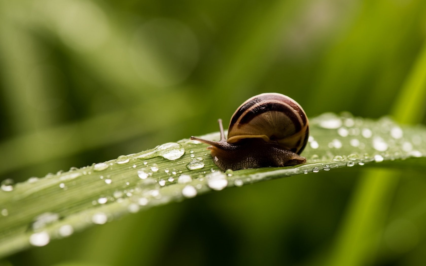 Обои макро, капли, размытость, улитка, травинка, macro, drops, blur, snail, a blade of grass разрешение 2048x1365 Загрузить