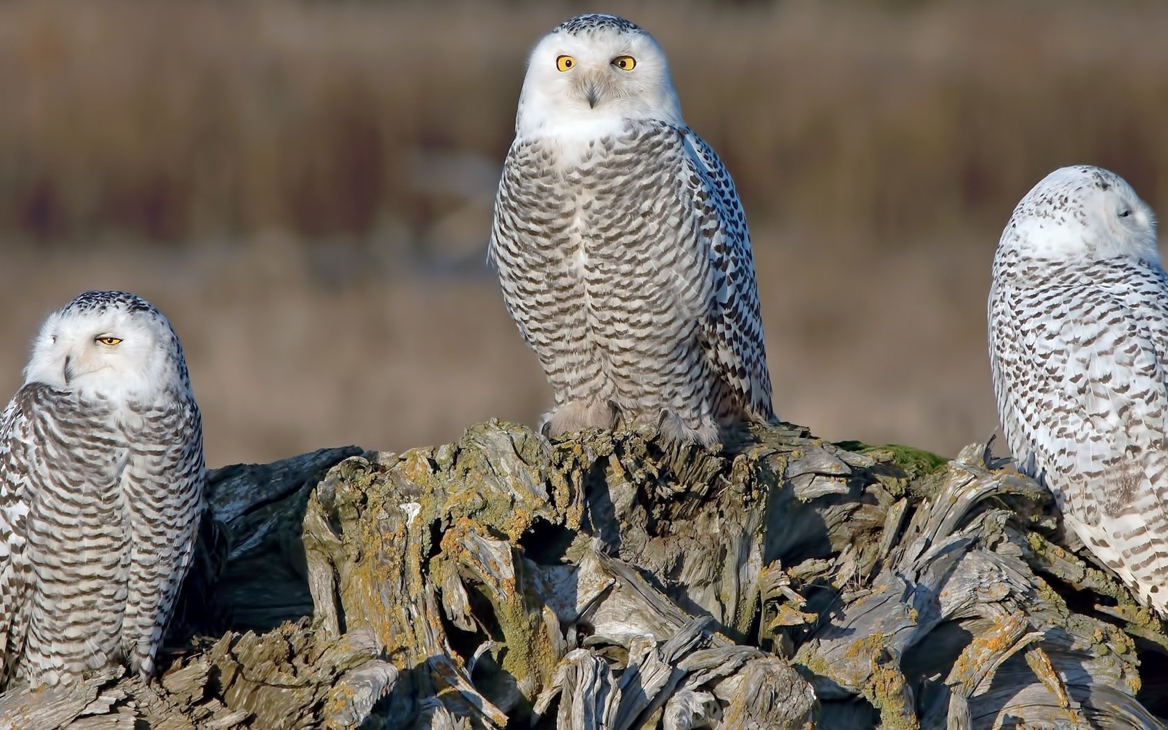 Обои бревно, трио, совы, полярная сова, белая сова, log, trio, owls, snowy owl, white owl разрешение 1920x1080 Загрузить