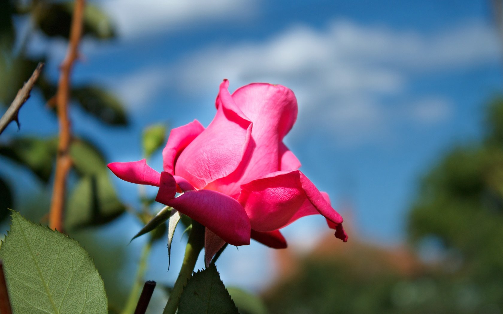 Обои небо, цветок, роза, лепестки, бутон, розовая роза, the sky, flower, rose, petals, bud, pink rose разрешение 4272x2848 Загрузить