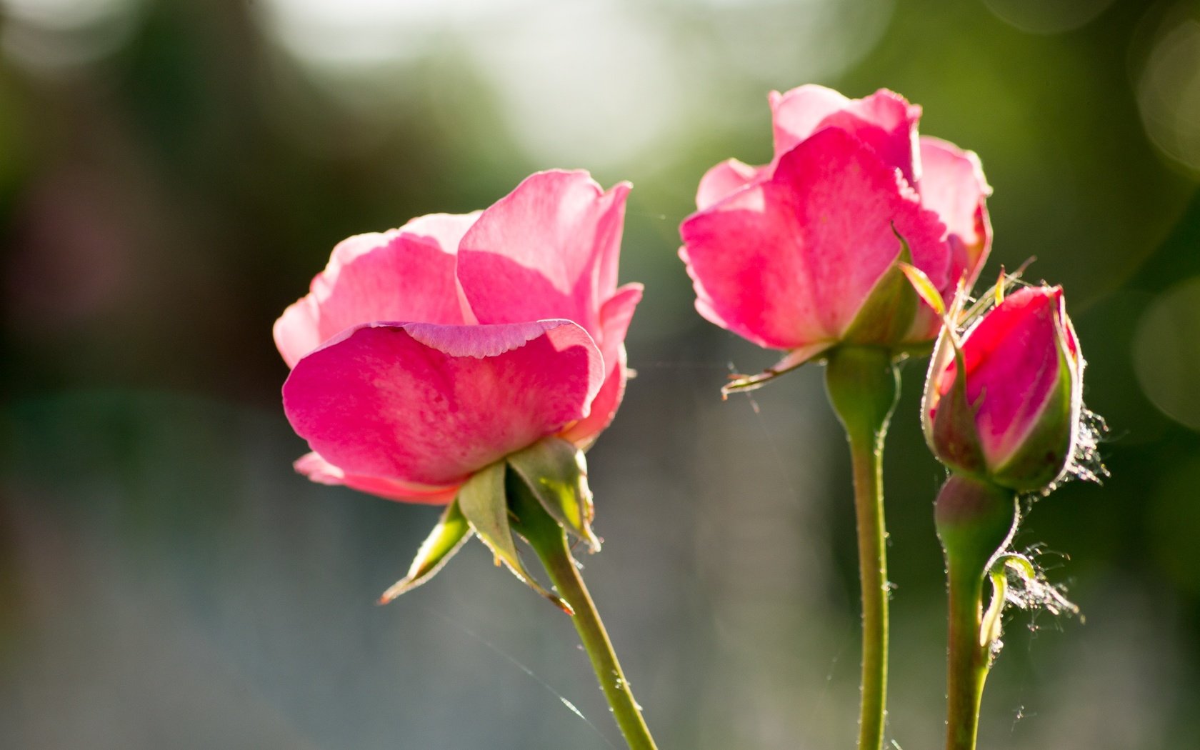 Обои цветы, бутоны, розы, лепестки, стебли, боке, розовые розы, flowers, buds, roses, petals, stems, bokeh, pink roses разрешение 2136x1424 Загрузить