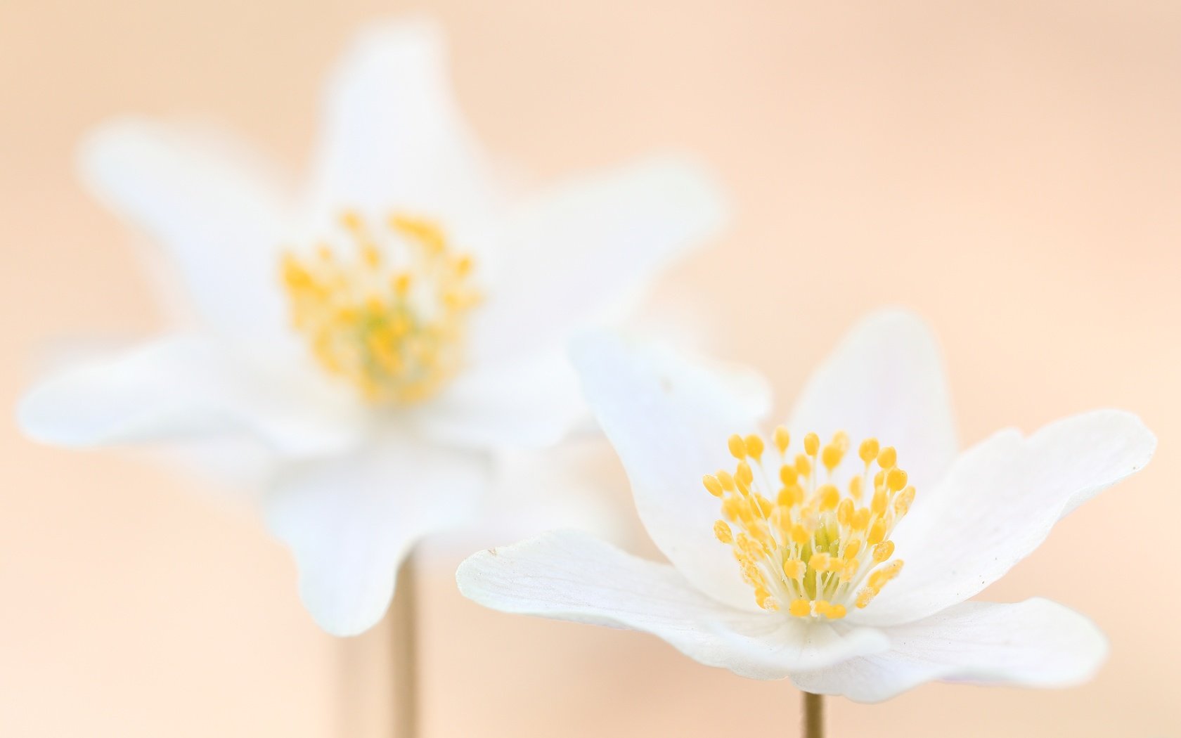 Обои цветы, макро, лепестки, размытость, белые, анемон, flowers, macro, petals, blur, white, anemone разрешение 5278x3219 Загрузить