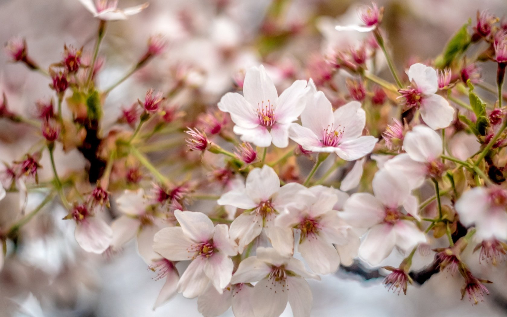 Обои цветы, цветение, ветки, весна, вишенка, flowers, flowering, branches, spring, cherry разрешение 3840x2560 Загрузить