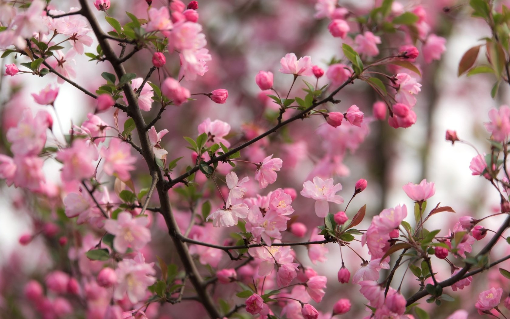 Обои дерево, цветение, ветки, весна, tree, flowering, branches, spring разрешение 2400x1574 Загрузить