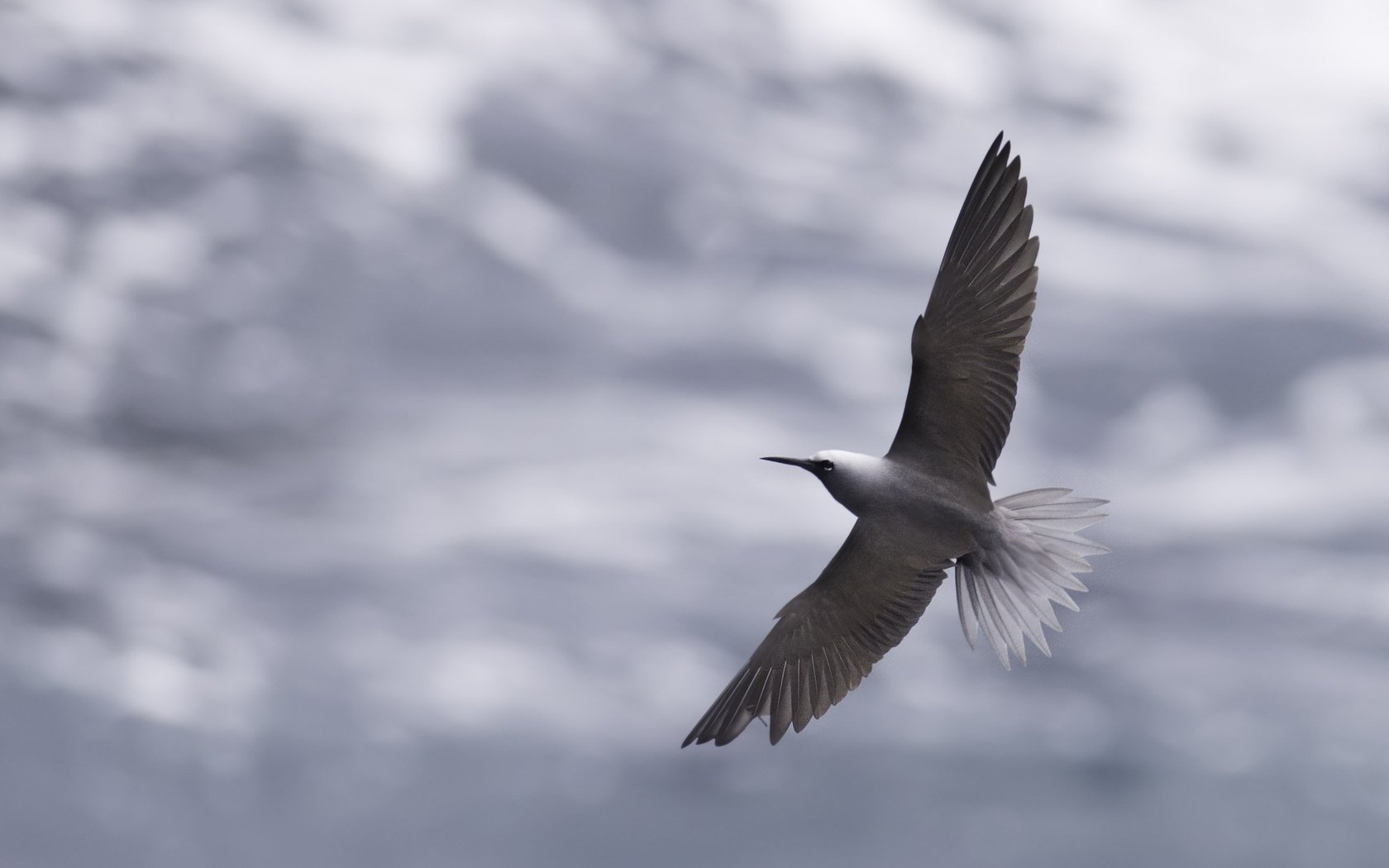 Обои небо, облака, полет, крылья, птица, клюв, перья, крачка, the sky, clouds, flight, wings, bird, beak, feathers, tern разрешение 2528x1685 Загрузить