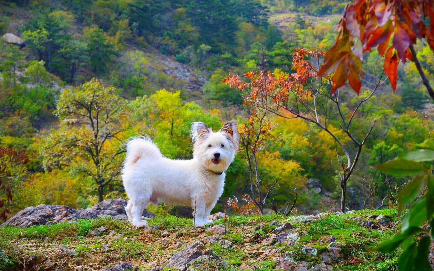 Обои природа, мордочка, взгляд, собака, щенок, вест-хайленд-уайт-терьер, nature, muzzle, look, dog, puppy, the west highland white terrier разрешение 3000x1842 Загрузить