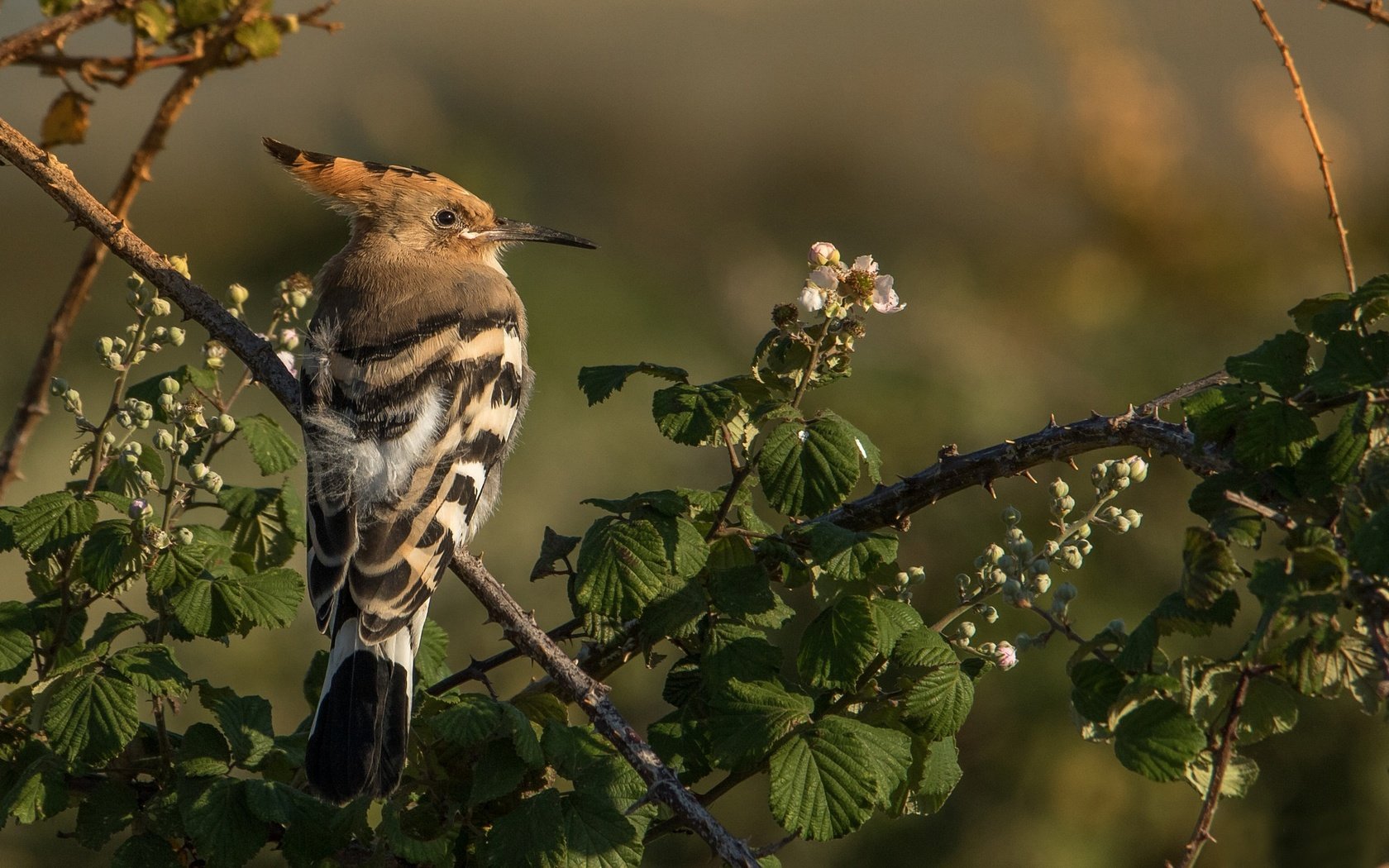 Обои ветки, птица, клюв, перья, удод, branches, bird, beak, feathers, hoopoe разрешение 2048x1365 Загрузить