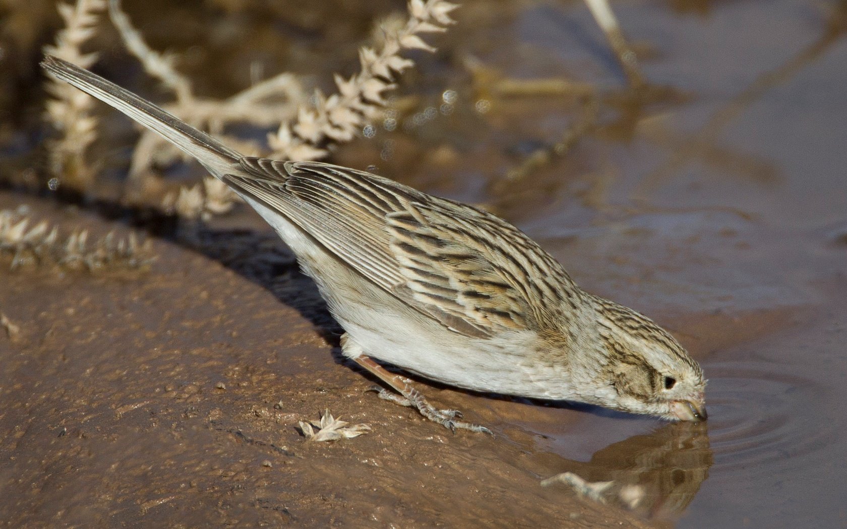 Обои вода, птица, хвост, воробьиная, овсянка, воробьиная овсянка, water, bird, tail, passerine, oatmeal, passerine bunting разрешение 2048x1365 Загрузить